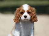 À vendre: 1 chiot femelle Cavalier King Charles LOF