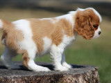 À vendre: 1 chiot femelle Cavalier King Charles LOF