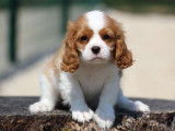 À vendre: 1 chiot femelle Cavalier King Charles LOF