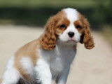 À vendre: 1 chiot femelle Cavalier King Charles LOF
