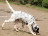3 chiots Setters Anglais mâles LOF à vendre