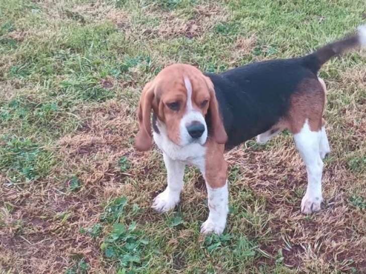 2 chiots femelles type Beagle non LOF à réserver
