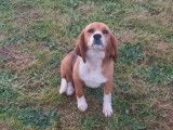 2 chiots femelles type Beagle non LOF à réserver