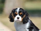 1 chiot mâle Cavalier King Charles LOF à réserver