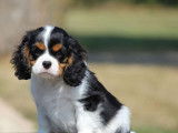 1 chiot mâle Cavalier King Charles LOF à réserver