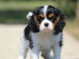 1 chiot mâle Cavalier King Charles LOF à réserver