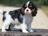 1 chiot mâle Cavalier King Charles LOF à réserver
