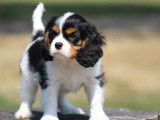 1 chiot mâle Cavalier King Charles LOF à réserver