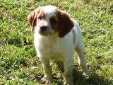 1 chiot Épagneul Breton mâle LOF à vendre