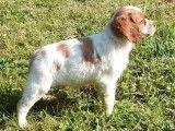1 chiot Épagneul Breton mâle LOF à vendre