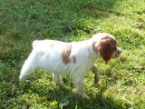 1 chiot Épagneul Breton mâle LOF à vendre