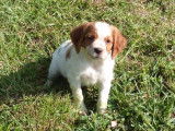 1 chiot Épagneul Breton mâle LOF à vendre