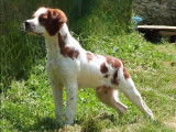 1 chiot Épagneul Breton mâle LOF à vendre