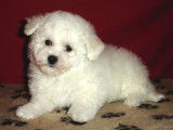 Chiots Bichons Frisés LOF disponibles à l’achat