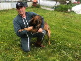Chien Berger Belge Malinois mâle LOF à vendre