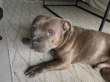 Sanka, gentil mâle Staffordshire Bull Terrier LOF disponible pour saillie