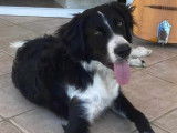 Chien Border Collie prêt pour l'adoption
