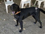 Chien Labrador noir en quête d'un foyer aimant