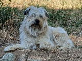 Adoption disponible : chien Labrit