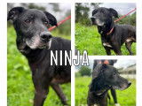 Disponible à l'adoption, chien de 8 ans