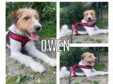 Prêt pour l’adoption, chien Fox Terrier tricolore