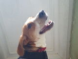 Adoption disponible : chienne Anglo-Francais de Petite Vénerie