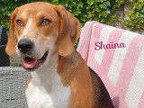 Adoption disponible : chienne Anglo-Francais de Petite Vénerie