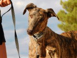 Berto, Galgo Espagnol de 6 ans à adopter