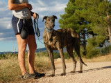 Berto, Galgo Espagnol de 6 ans à adopter