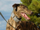 Berto, Galgo Espagnol de 6 ans à adopter