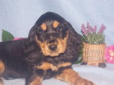 Adorables chiots Cocker Anglais à vendre