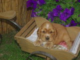 Adorables chiots Cocker Anglais à vendre