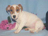 Adorables chiots Jack Russel à vendre