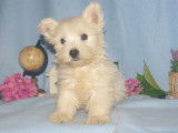 Chiots de type West Highland White Terrier à vendre (1 femelle & 2 mâles)