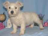 Chiots de type West Highland White Terrier à vendre (1 femelle & 2 mâles)