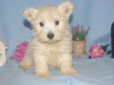 Chiots de type West Highland White Terrier à vendre (1 femelle & 2 mâles)