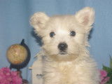 Chiots de type West Highland White Terrier à vendre (1 femelle & 2 mâles)