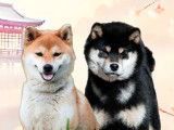 6 chiots Shiba Inu LOF de lign&eacute;e de champion &agrave; vendre