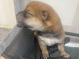 6 chiots Shiba Inu LOF de lign&eacute;e de champion &agrave; vendre