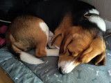 Chien Beagle de 1 an à donner