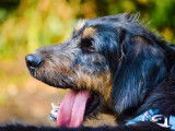 Disponible à l'adoption : chien Griffon marron