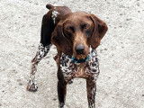 À adopter : chienne Braque Allemand d’un an
