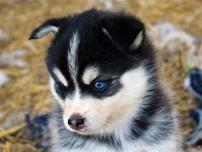 Chiots Pomsky F4 de qualité exceptionnelle à vendre