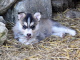Chiots Pomsky F4 de qualité exceptionnelle à vendre