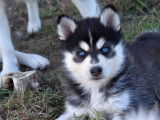 Chiots Pomsky F4 de qualité exceptionnelle à vendre