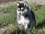 Chiots Pomsky F4 de qualité exceptionnelle à vendre