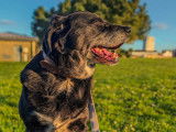 Chien de 9 ans prêt pour l'adoption