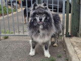 Chien gris à accueillir
