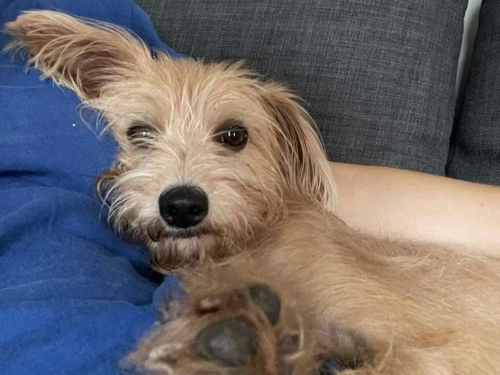 Chiot femelle en attente d'une famille