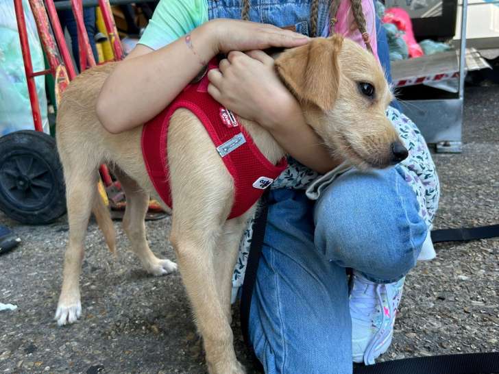 Adoption disponible : chiot mâle de 5 mois